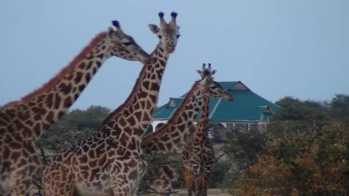 Narasha Homestay - Maasai Mara Talek エクステリア 写真