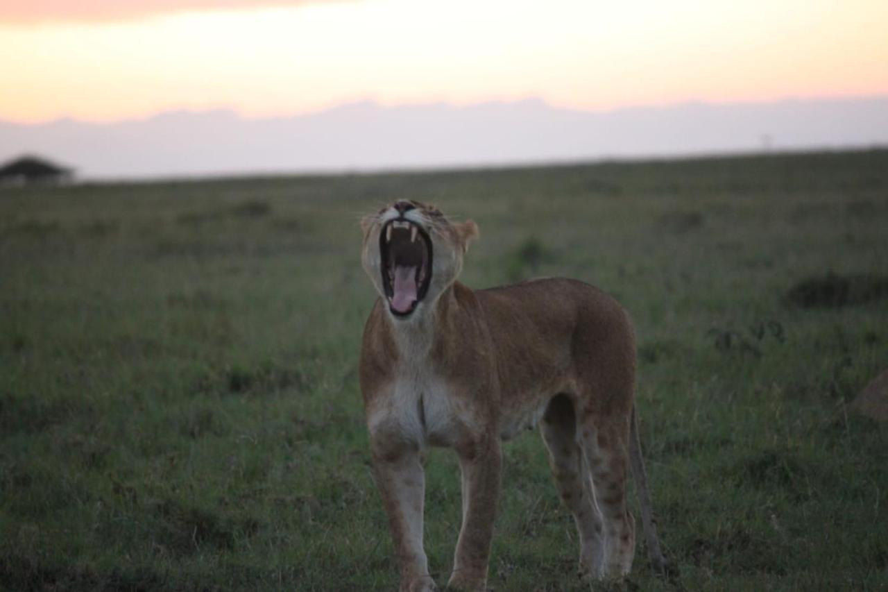 Narasha Homestay - Maasai Mara Talek エクステリア 写真