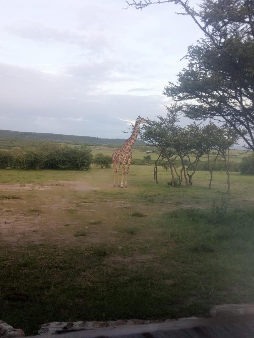 Narasha Homestay - Maasai Mara Talek エクステリア 写真