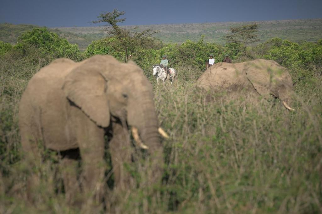 Narasha Homestay - Maasai Mara Talek エクステリア 写真