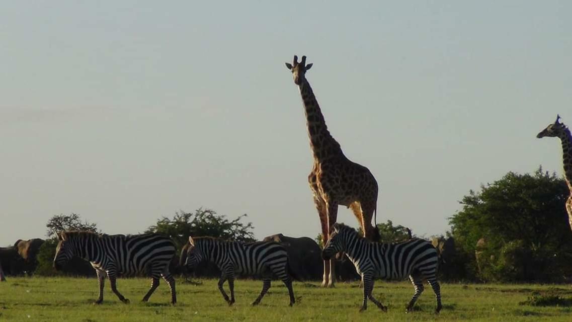 Narasha Homestay - Maasai Mara Talek エクステリア 写真